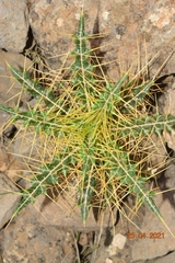 Ptilostemon hispanicus