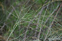 Ephedra fragilis