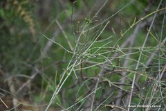 Ephedra fragilis