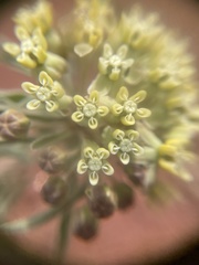 Asclepias macrosperma