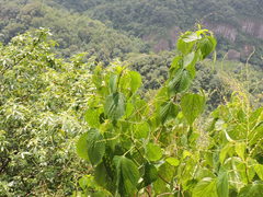 Discocleidion ulmifolium
