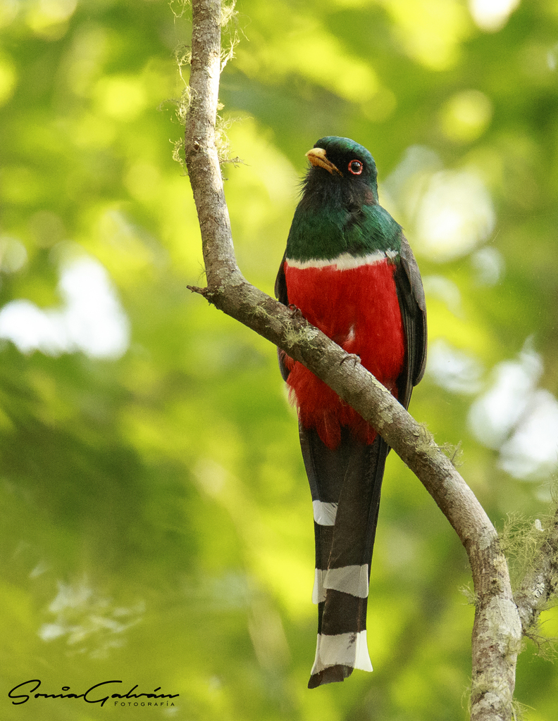 Mountain Trogon photo