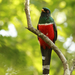 Mountain Trogon - Photo (c) Sonia E. Galván Dávila, some rights reserved (CC BY-NC), uploaded by Sonia E. Galván Dávila