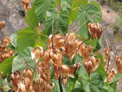 Firmiana danxiaensis