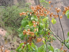 Firmiana danxiaensis