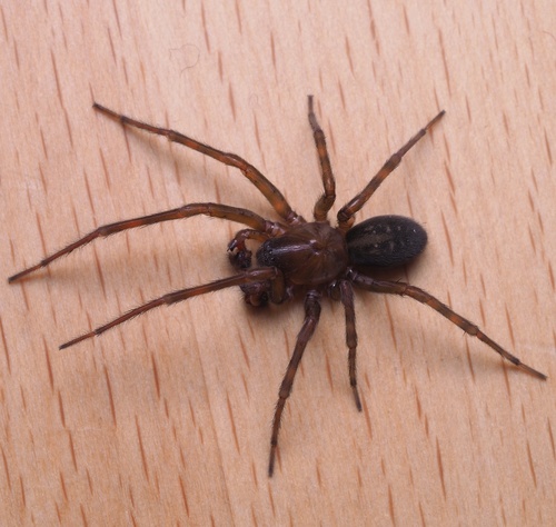 Black Laceweaver, Hinterhof, photo 8 of 10