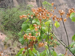 Firmiana danxiaensis