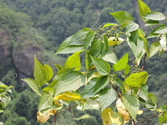 Discocleidion ulmifolium