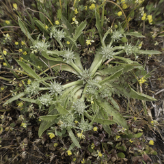 Eryngium armatum