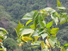 Discocleidion ulmifolium