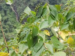 Discocleidion ulmifolium