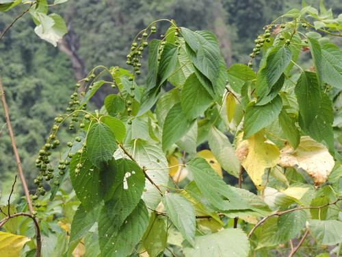 Discocleidion ulmifolium iNat (3)