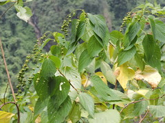 Discocleidion ulmifolium