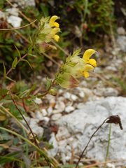 Rhinanthus glacialis