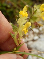 Rhinanthus glacialis