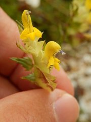 Rhinanthus glacialis