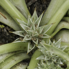 Eryngium armatum