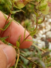 Rhinanthus glacialis