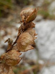 Rhinanthus glacialis
