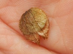 Rhinanthus glacialis