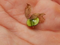 Rhinanthus glacialis