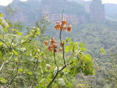 Firmiana danxiaensis