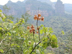 Firmiana danxiaensis