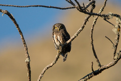 Glaucidium bolivianum