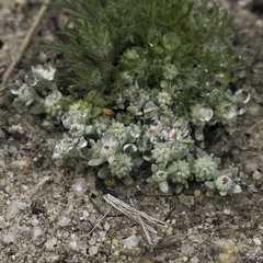 Psilocarphus brevissimus