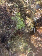 Boodlea composita
