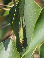 Phaneroptera nigroantennata
