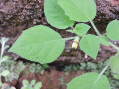 Physalis minima