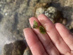 Boodlea composita