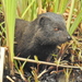 Southern Marsh Mongoose - Photo (c) Colin Ralston, some rights reserved (CC BY-NC), uploaded by Colin Ralston