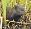 Southern Marsh Mongoose - Photo (c) Colin Ralston, some rights reserved (CC BY-NC), uploaded by Colin Ralston