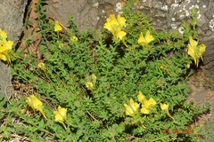 Linaria verticillata verticillata