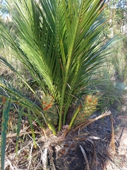 Macrozamia miquelii