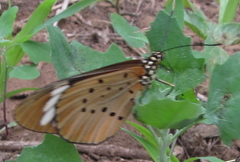 Acraea encedon encedon