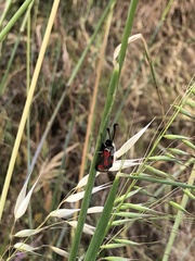 Zygaena sarpedon