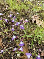 Collinsia violacea