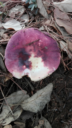 Russula amoenicolor image