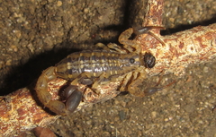 Uroplectes formosus