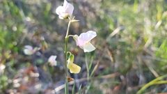 Lathyrus pannonicus varius