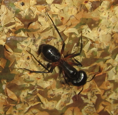 Camponotus sexpunctatus