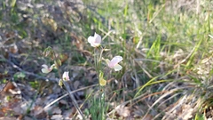 Lathyrus pannonicus varius