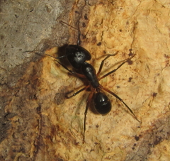 Camponotus sexpunctatus