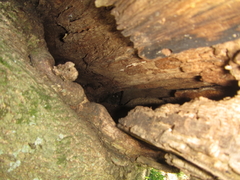 Upupa epops africana