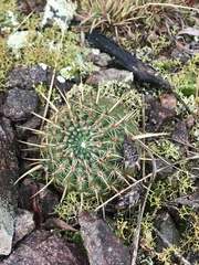 Parodia mammulosa