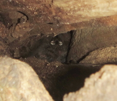 Upupa epops africana