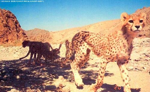 Cheetah
